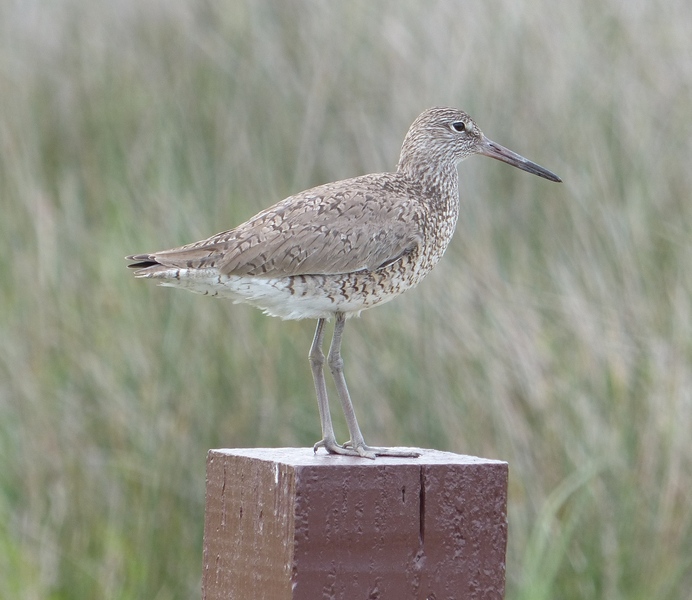 Eastern Willet